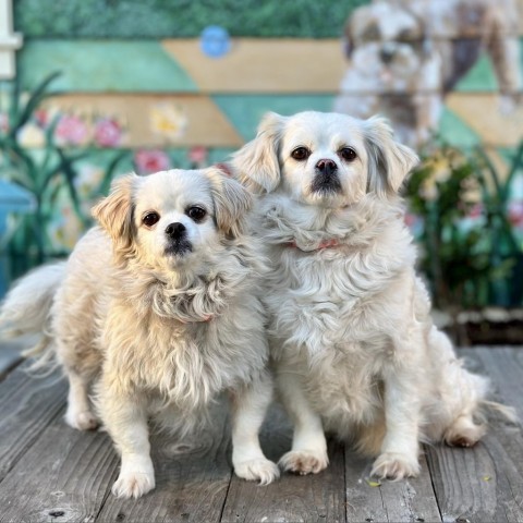 Suzie, an adoptable Pekingese, Cocker Spaniel in Pacific Grove, CA, 93950 | Photo Image 6