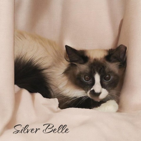 Silver Bell, an adoptable Snowshoe in South Elgin, IL, 60177 | Photo Image 1