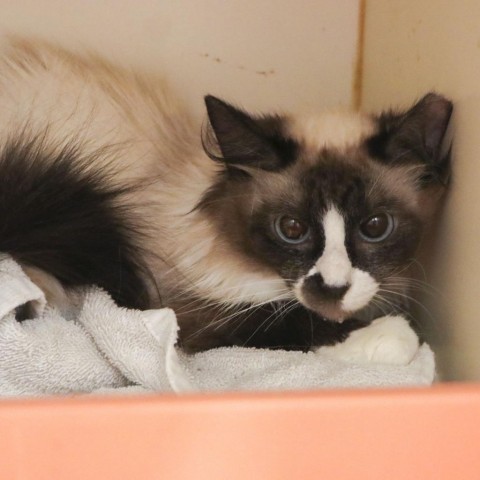 Silver Bell, an adoptable Snowshoe in South Elgin, IL, 60177 | Photo Image 2