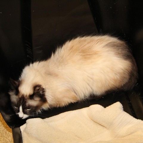 Silver Bell, an adoptable Snowshoe in South Elgin, IL, 60177 | Photo Image 3