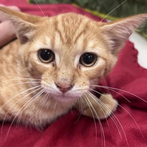 Cheeto and Cashew These two wonderful little brothers are a bonded pair They have fabulous swirls o