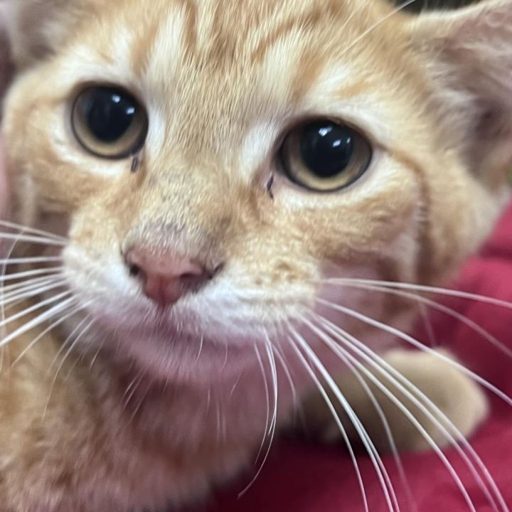 Cheeto 5