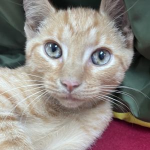 Cheeto and Cashew These two wonderful little brothers are a bonded pair They have fabulous swirls o