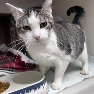 Rory This beauty queen is beyond affectionate She is a very clean lady and keeps her shelter apartm
