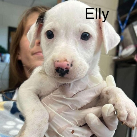 Elly