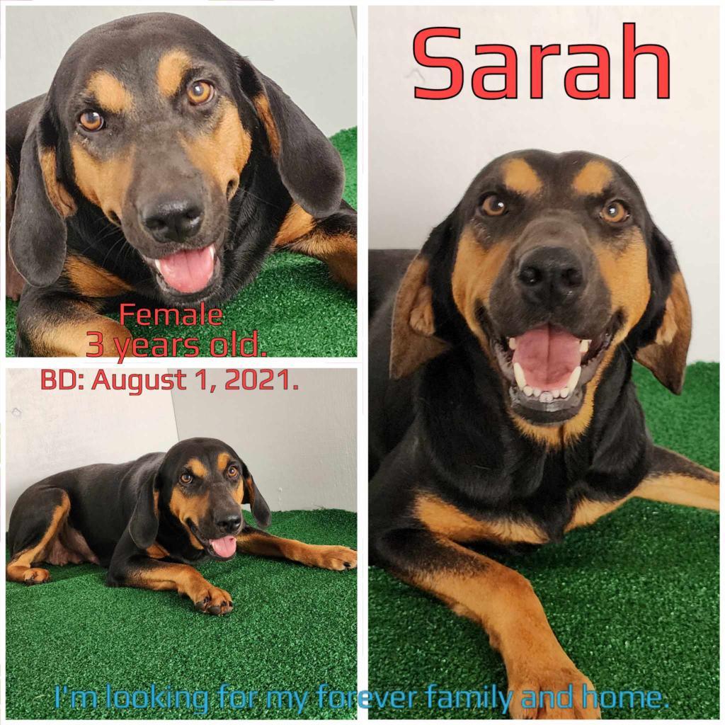 Sarah