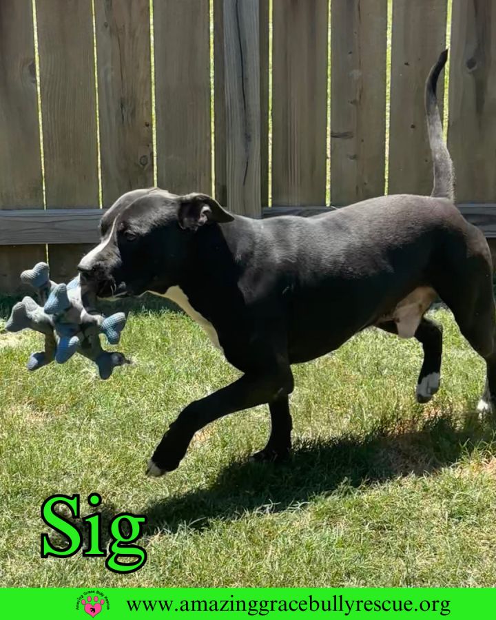 Sig 3