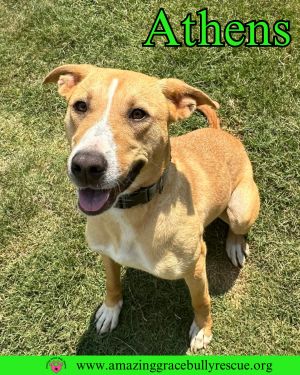 Athens, Baby Female American Staffordshire Terrier
