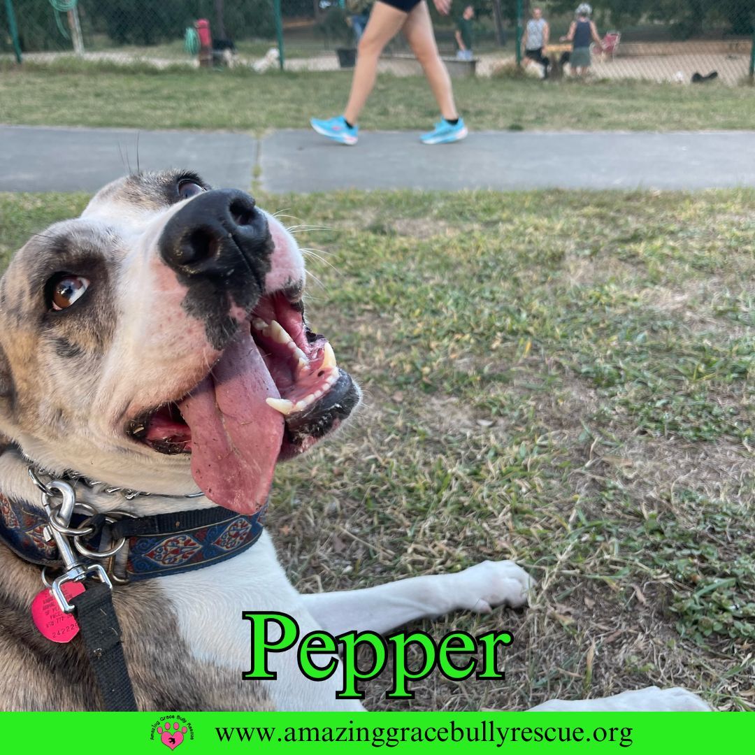 Pepper