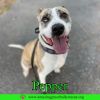 Pepper photo 2