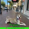 Pepper photo 3