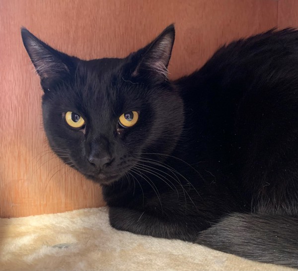 Casper, an adoptable Domestic Short Hair in Great Falls, MT, 59405 | Photo Image 1