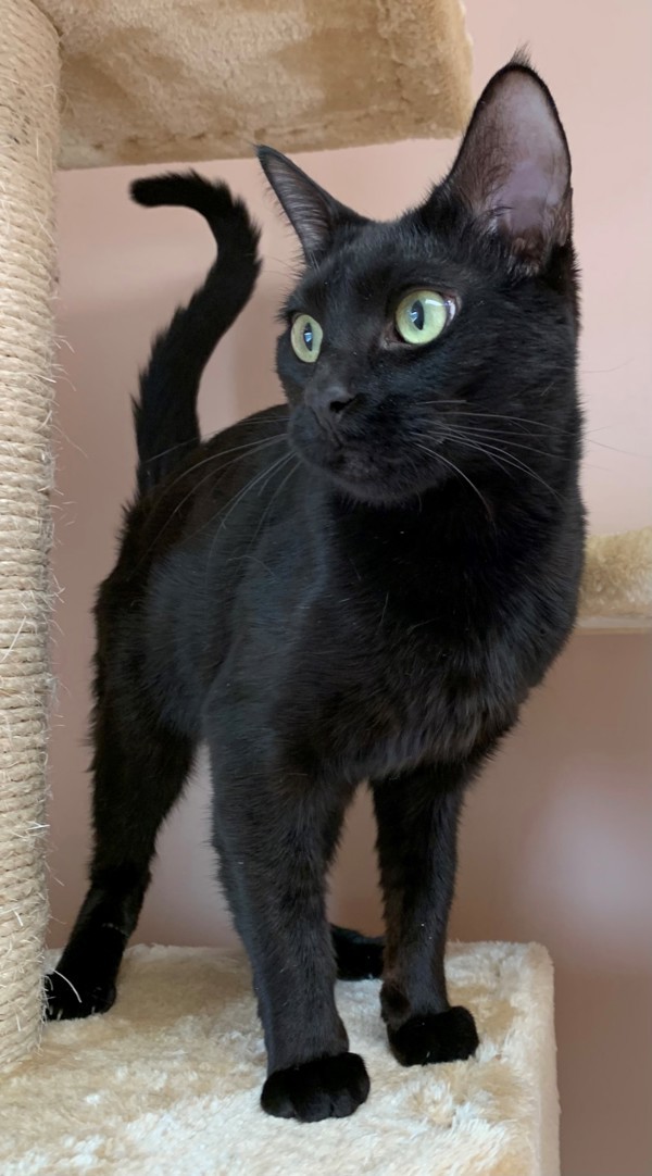 Sedona, an adoptable Domestic Short Hair in Great Falls, MT, 59405 | Photo Image 1