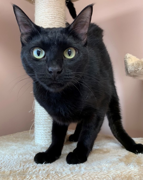 Sedona, an adoptable Domestic Short Hair in Great Falls, MT, 59405 | Photo Image 2