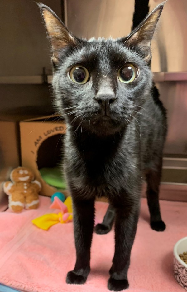 Sedona, an adoptable Domestic Short Hair in Great Falls, MT, 59405 | Photo Image 3