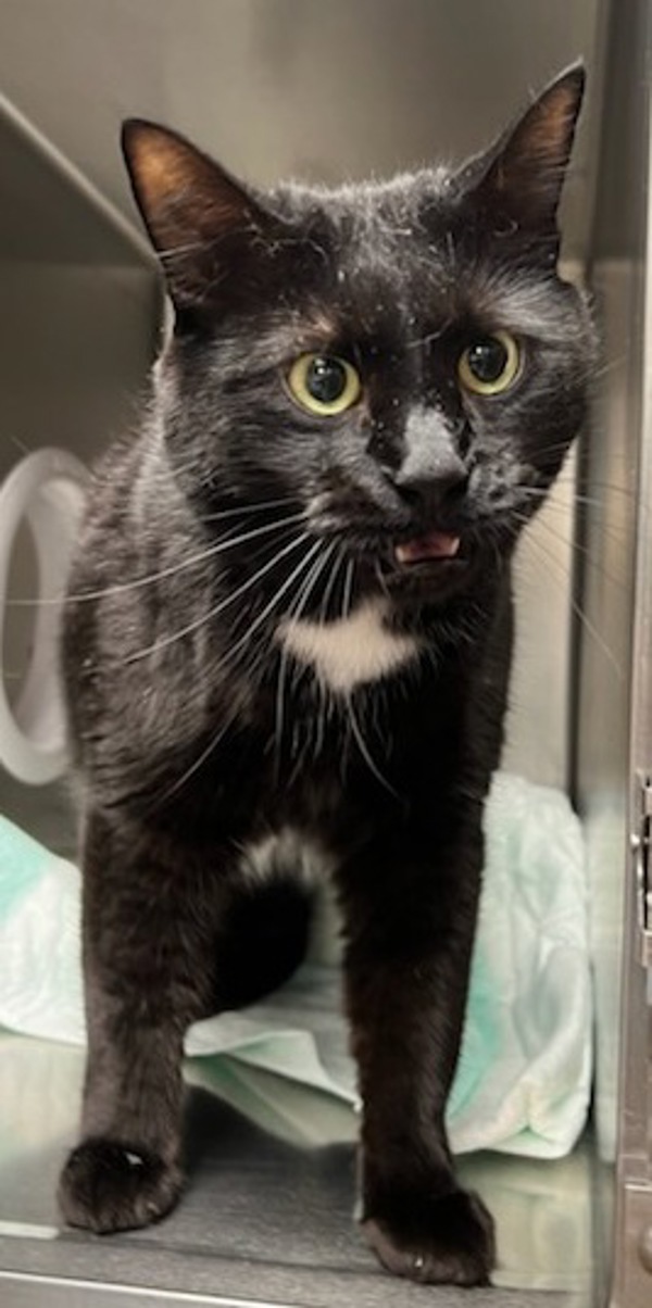 Missy, an adoptable Domestic Short Hair in Great Falls, MT, 59405 | Photo Image 1