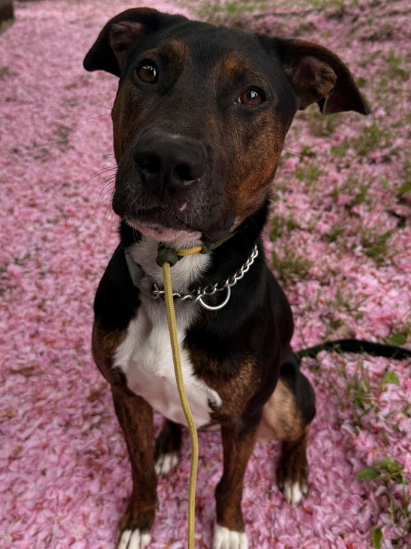 Mark Anthony, an adoptable Hound, Labrador Retriever in Bothell, WA, 98021 | Photo Image 1