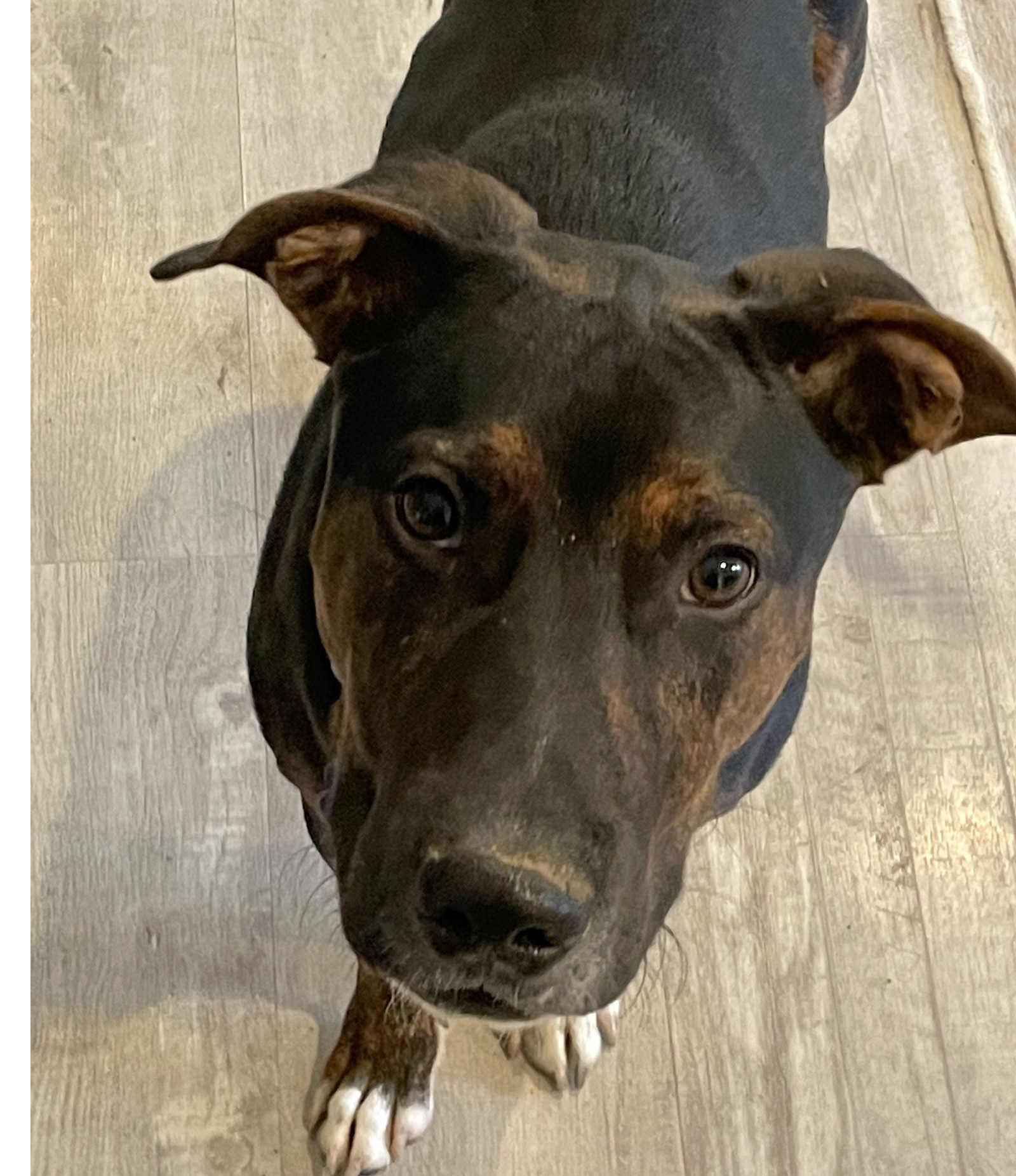 Mark Anthony, an adoptable Hound, Labrador Retriever in Bothell, WA, 98021 | Photo Image 2