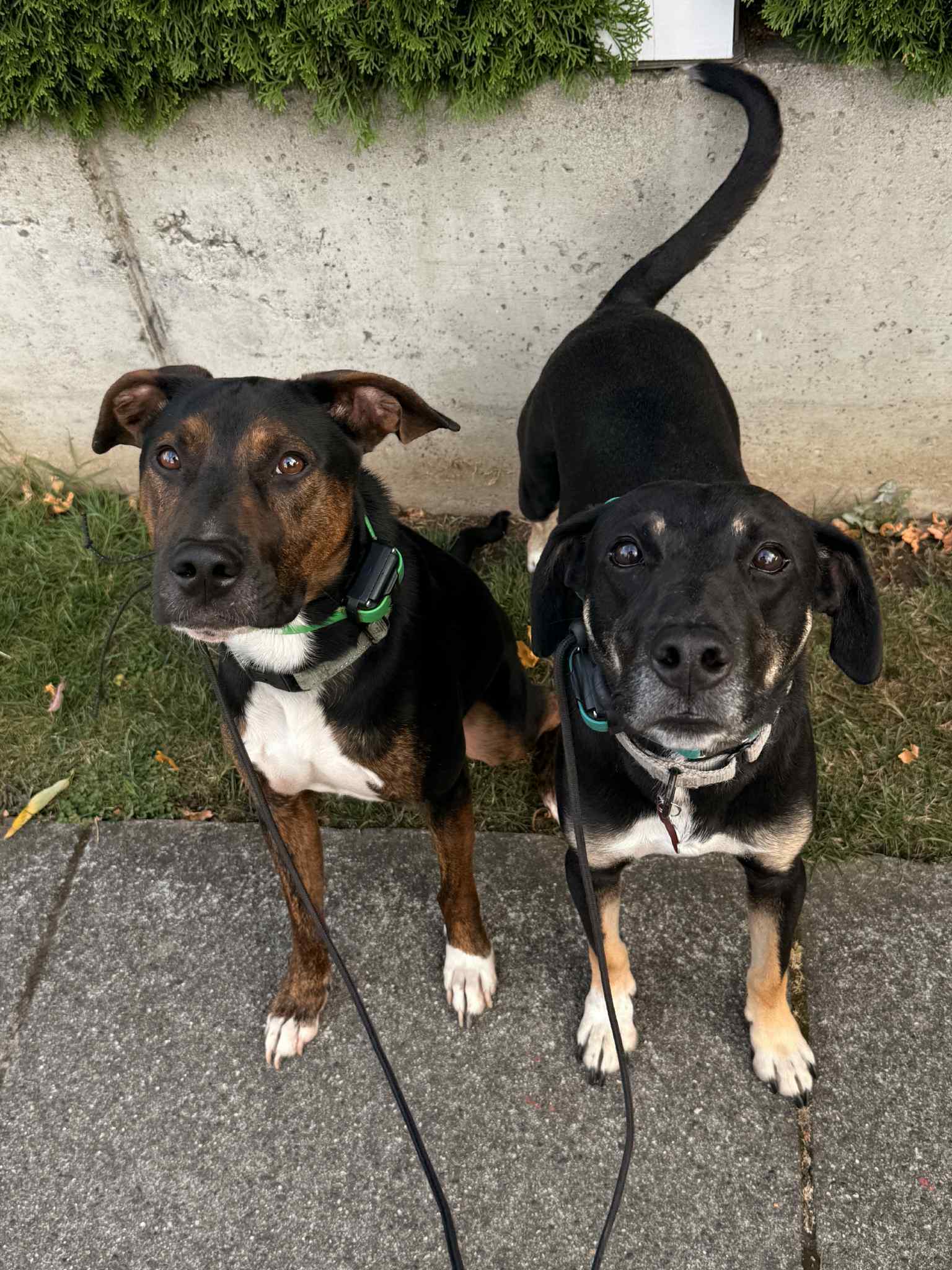Mark Anthony, an adoptable Hound, Labrador Retriever in Bothell, WA, 98021 | Photo Image 2