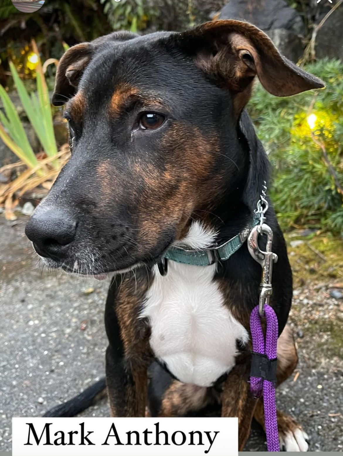 Mark Anthony, an adoptable Hound, Labrador Retriever in Bothell, WA, 98021 | Photo Image 3