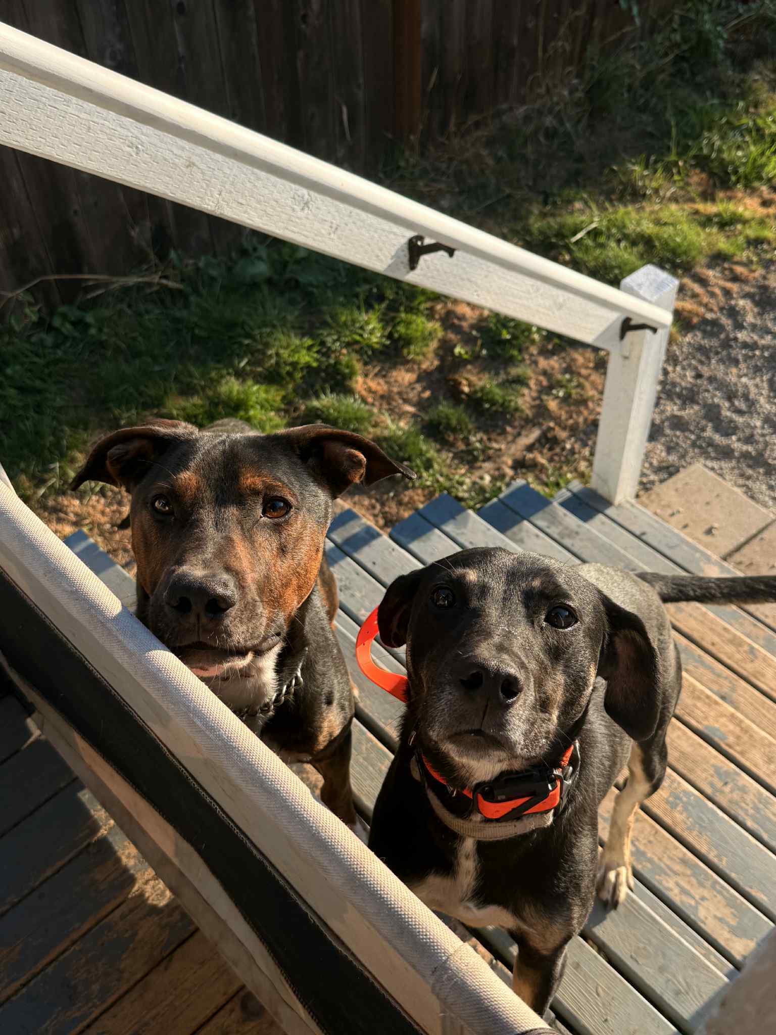Mark Anthony, an adoptable Hound, Labrador Retriever in Bothell, WA, 98021 | Photo Image 3