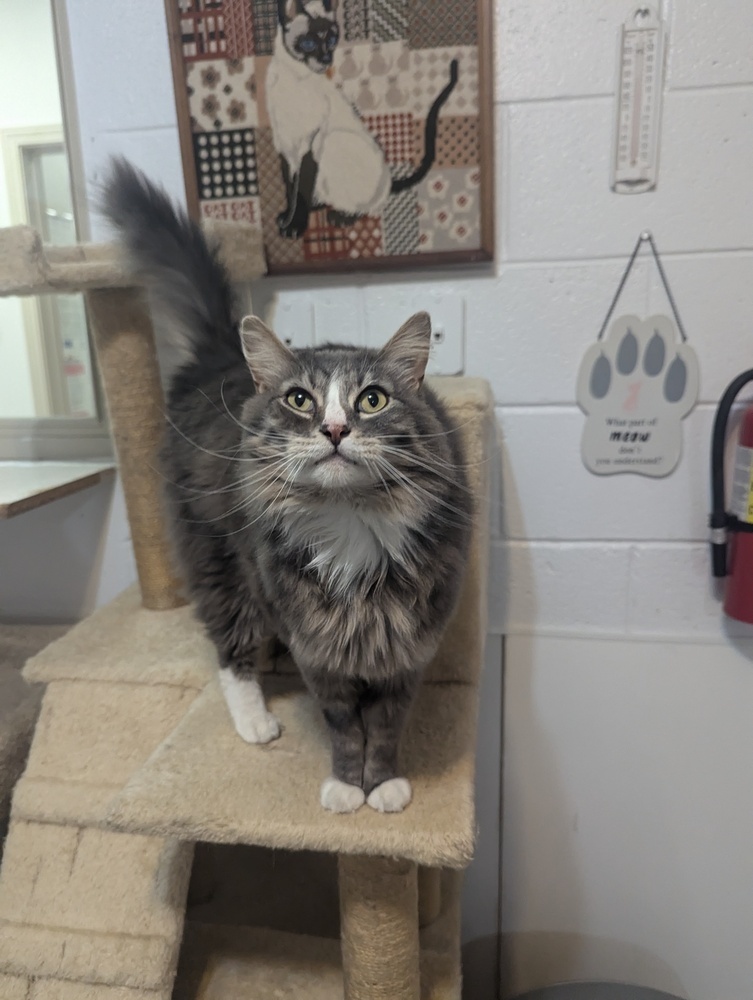 Mouse, an adoptable Domestic Long Hair in Salmon, ID, 83467 | Photo Image 1