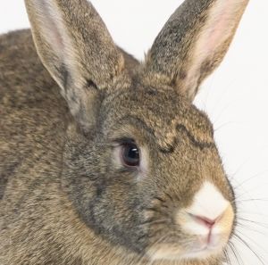 Pixie Dust, Adult Female Bunny Rabbit