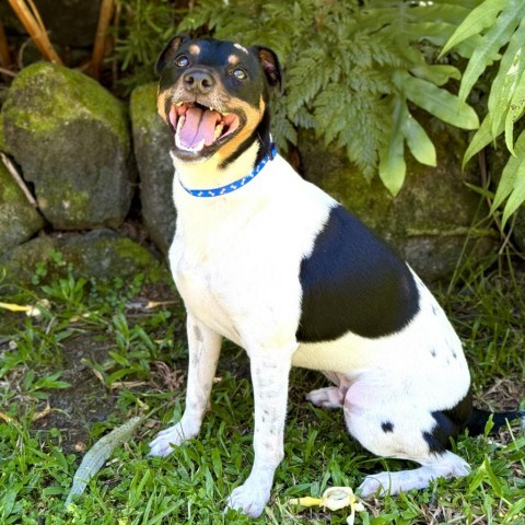 Jasper, an adoptable Jack Russell Terrier in Keaau, HI, 96749 | Photo Image 1