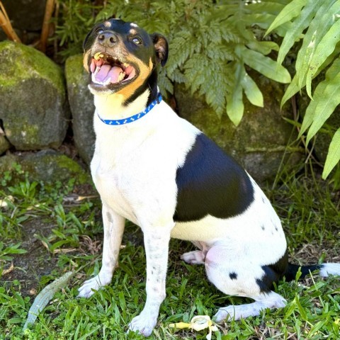 Jasper, an adoptable Jack Russell Terrier in Keaau, HI, 96749 | Photo Image 2