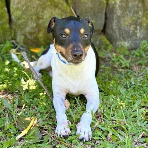 Jasper, an adoptable Jack Russell Terrier in Keaau, HI, 96749 | Photo Image 3