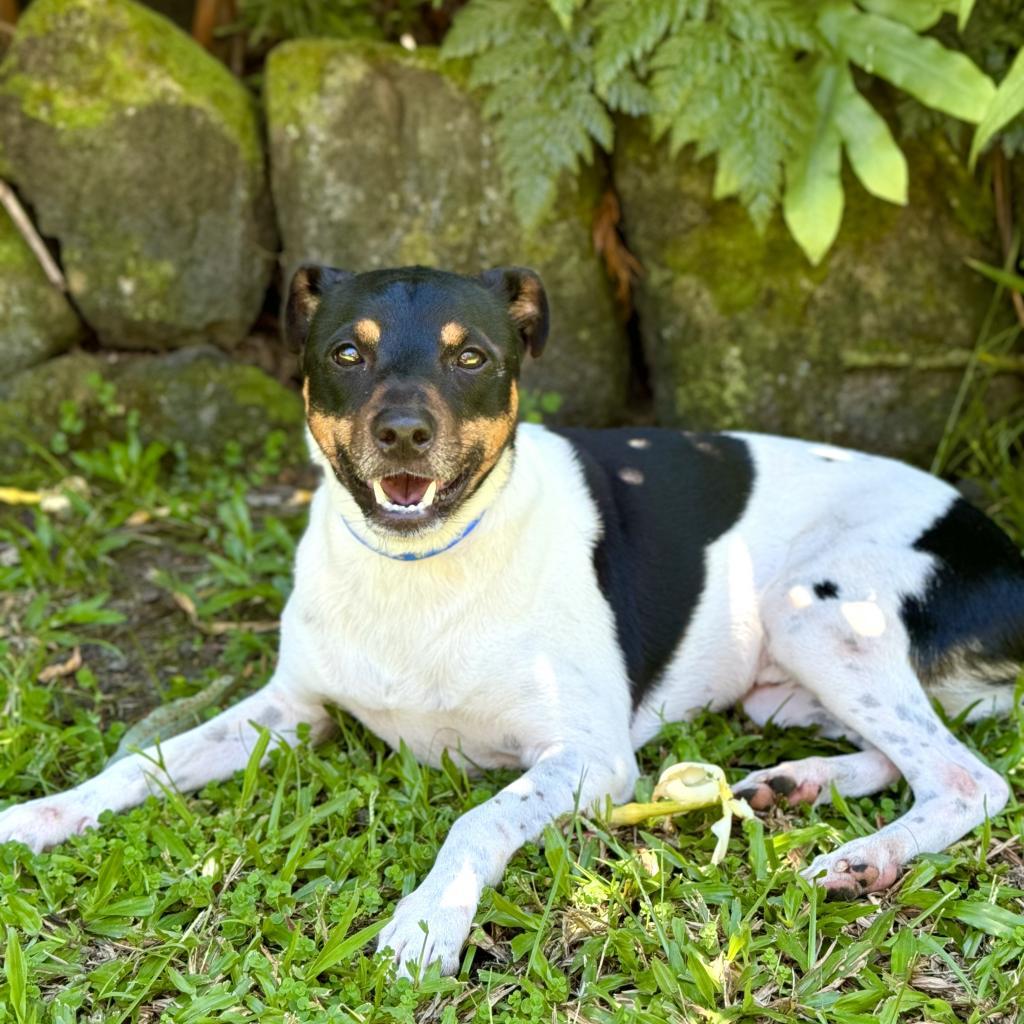 Jasper, an adoptable Jack Russell Terrier in Keaau, HI, 96749 | Photo Image 3