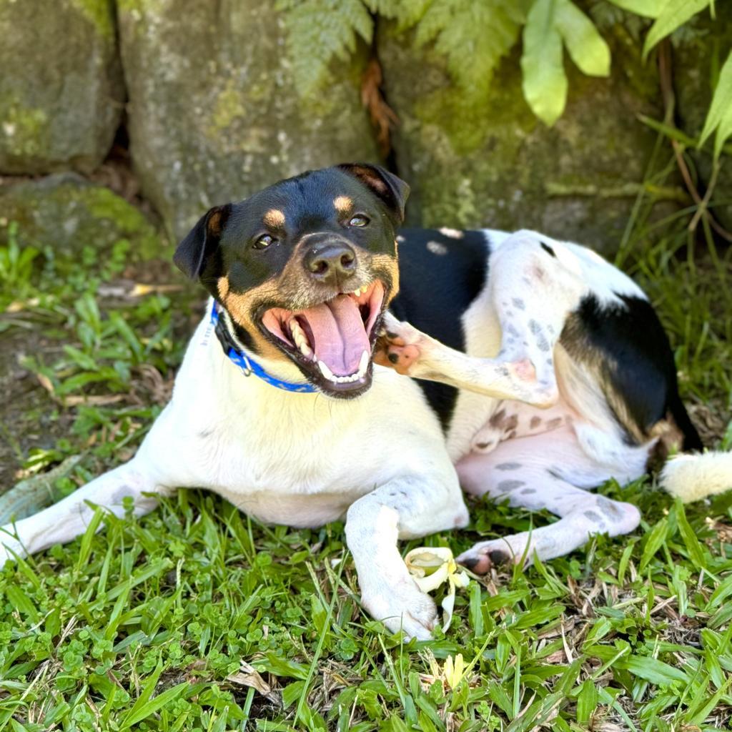 Jasper, an adoptable Jack Russell Terrier in Keaau, HI, 96749 | Photo Image 5