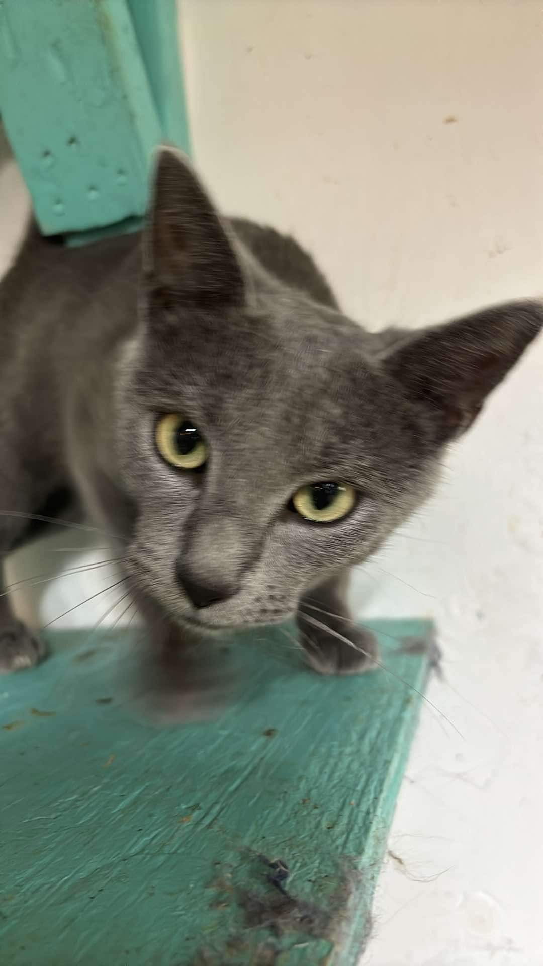 Blueberry Muffin, an adoptable Abyssinian in Tipp City, OH, 45371 | Photo Image 1