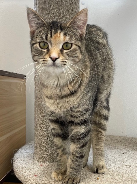 Selena, an adoptable Domestic Short Hair in Ladysmith, WI, 54848 | Photo Image 1