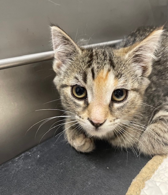 Selena, an adoptable Domestic Short Hair in Ladysmith, WI, 54848 | Photo Image 2