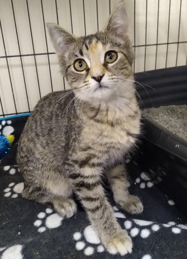 Selena, an adoptable Domestic Short Hair in Ladysmith, WI, 54848 | Photo Image 3