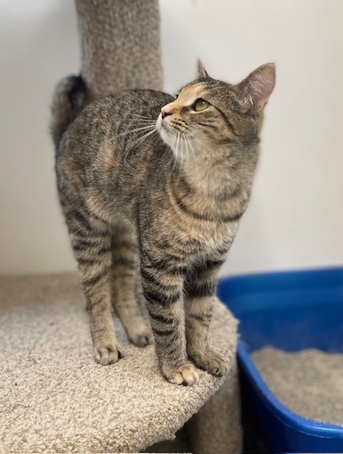 Selena, an adoptable Domestic Short Hair in Ladysmith, WI, 54848 | Photo Image 4