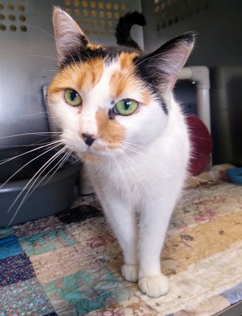 Baby Cake, an adoptable Domestic Short Hair in Ladysmith, WI, 54848 | Photo Image 1