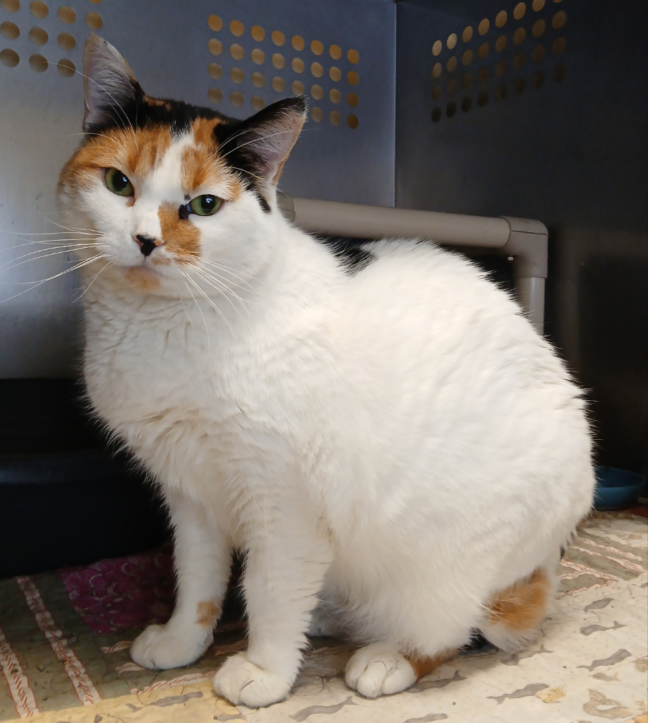 Baby Cake, an adoptable Domestic Short Hair in Ladysmith, WI, 54848 | Photo Image 1
