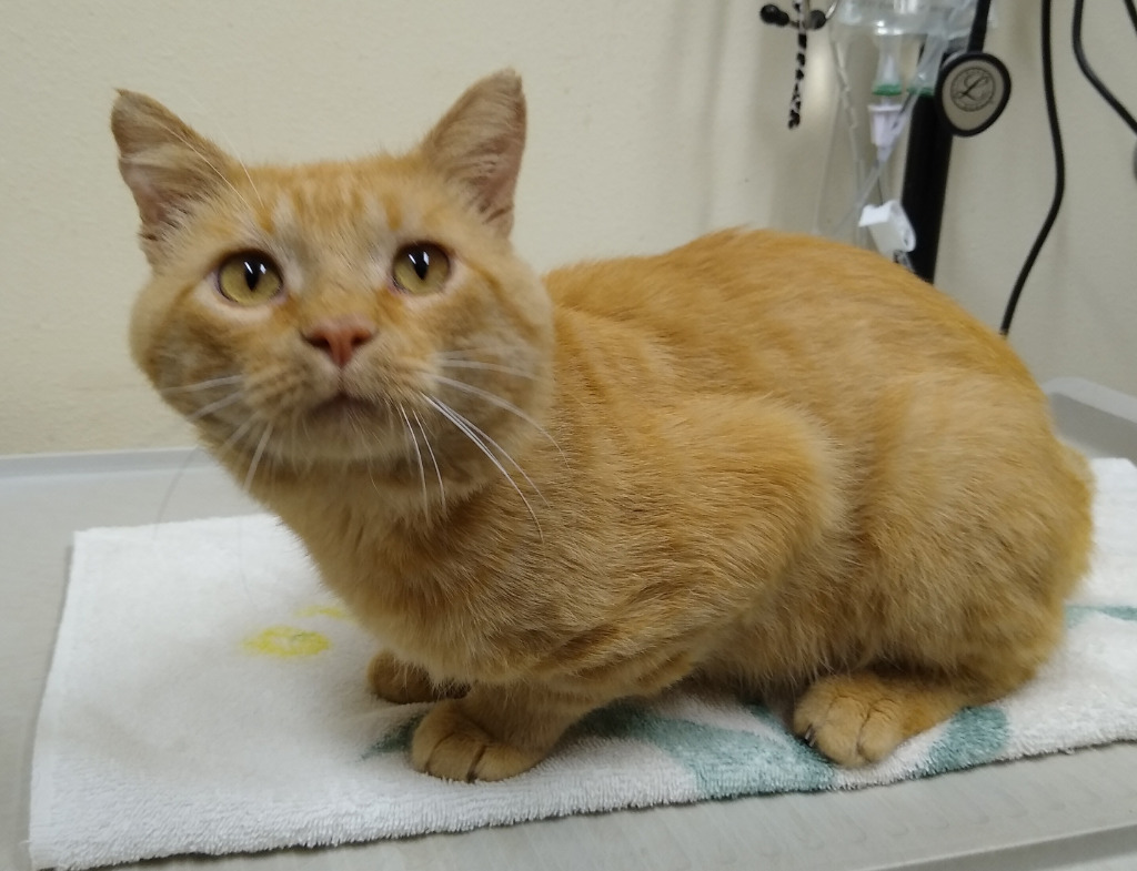 Sylvester, an adoptable Domestic Short Hair in Ladysmith, WI, 54848 | Photo Image 1