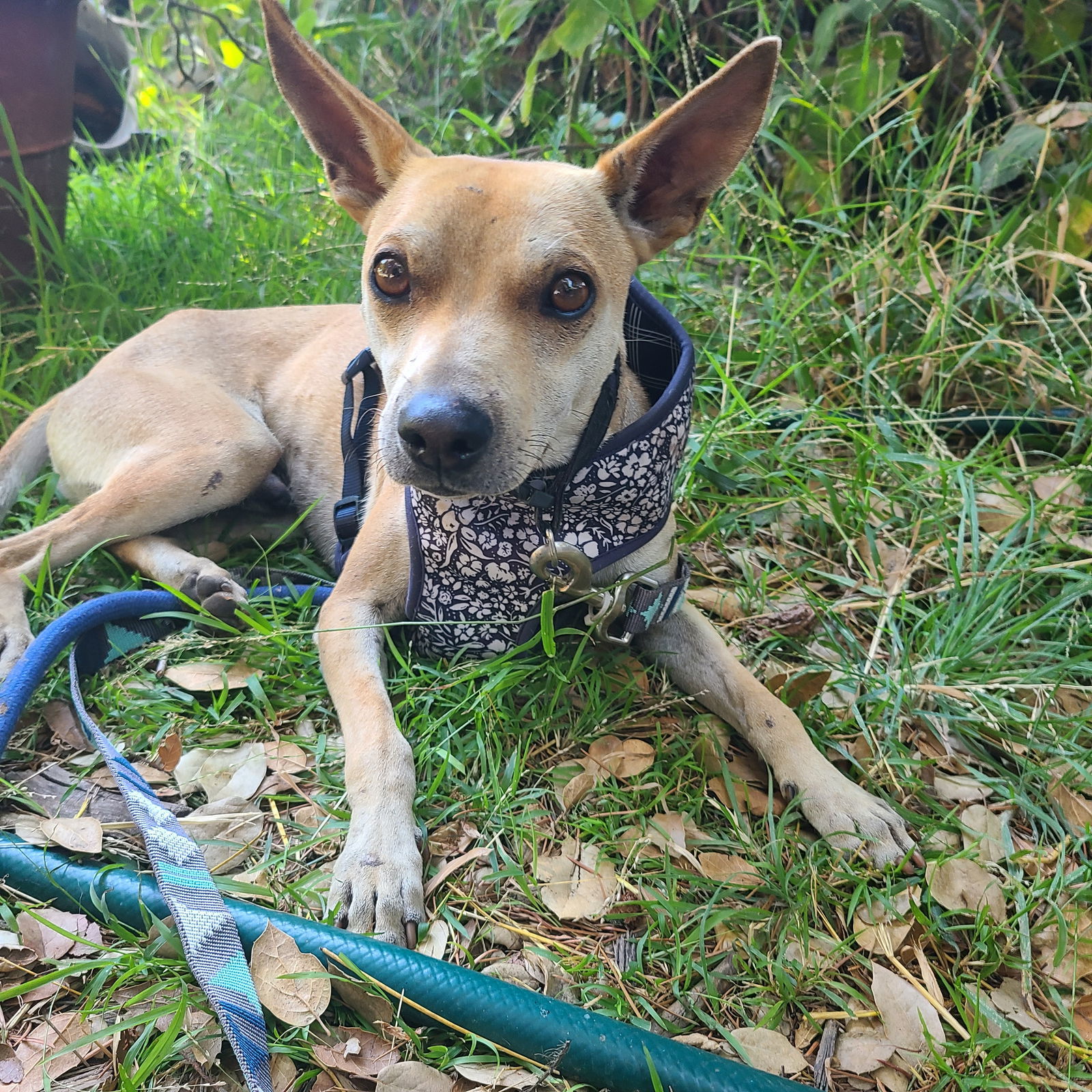 Sonny, an adoptable Basenji in Los Angeles, CA, 90049 | Photo Image 1