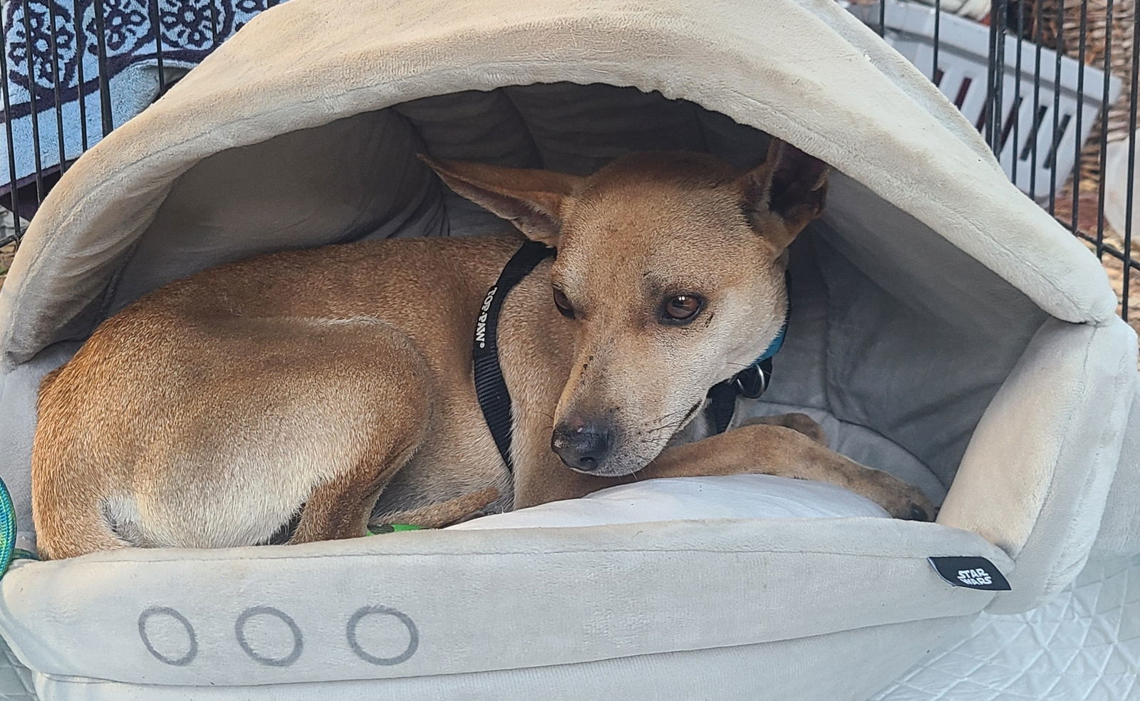 Sonny, an adoptable Basenji in Los Angeles, CA, 90049 | Photo Image 2