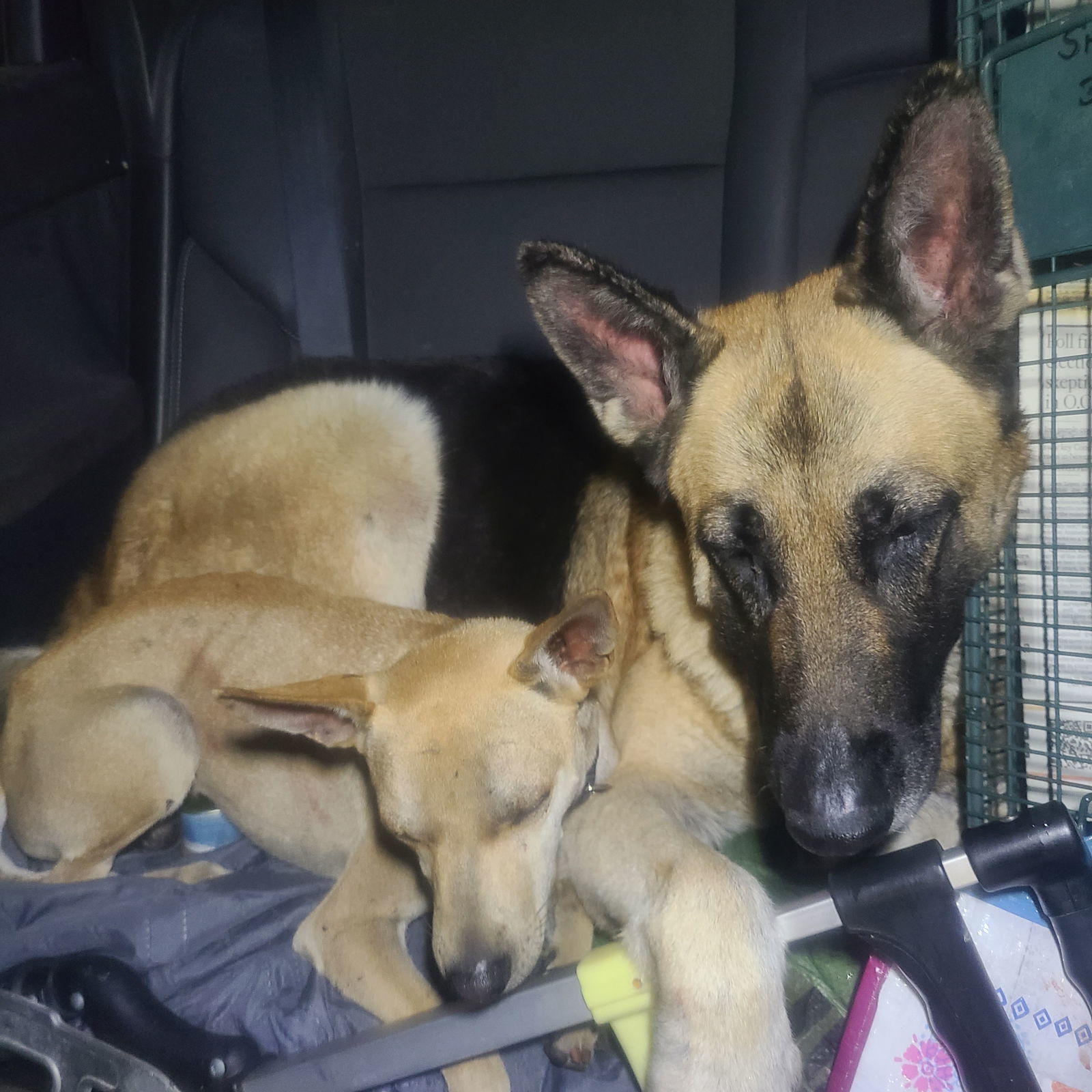 Sonny, an adoptable Basenji in Los Angeles, CA, 90049 | Photo Image 3