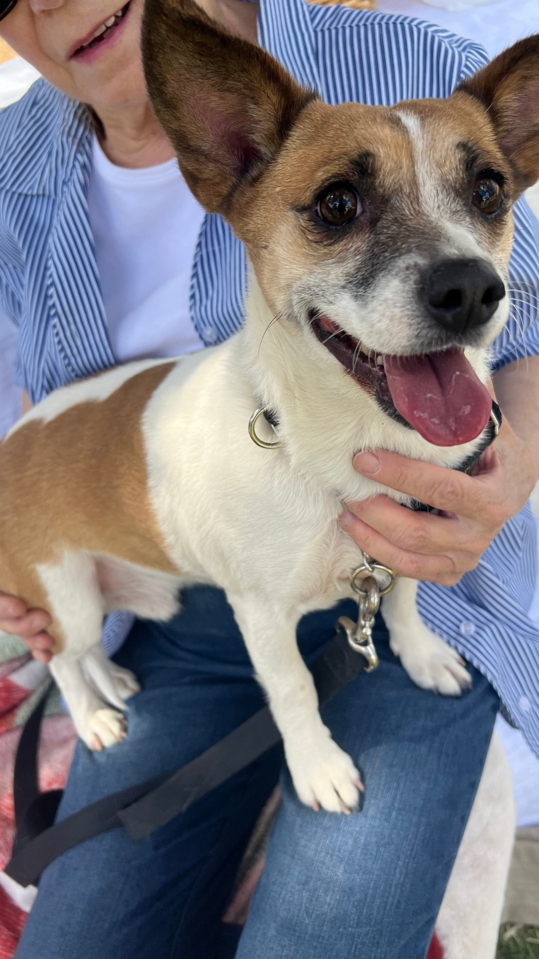 ARCHIE, an adoptable Chihuahua, Corgi in Chandler, AZ, 85249 | Photo Image 1