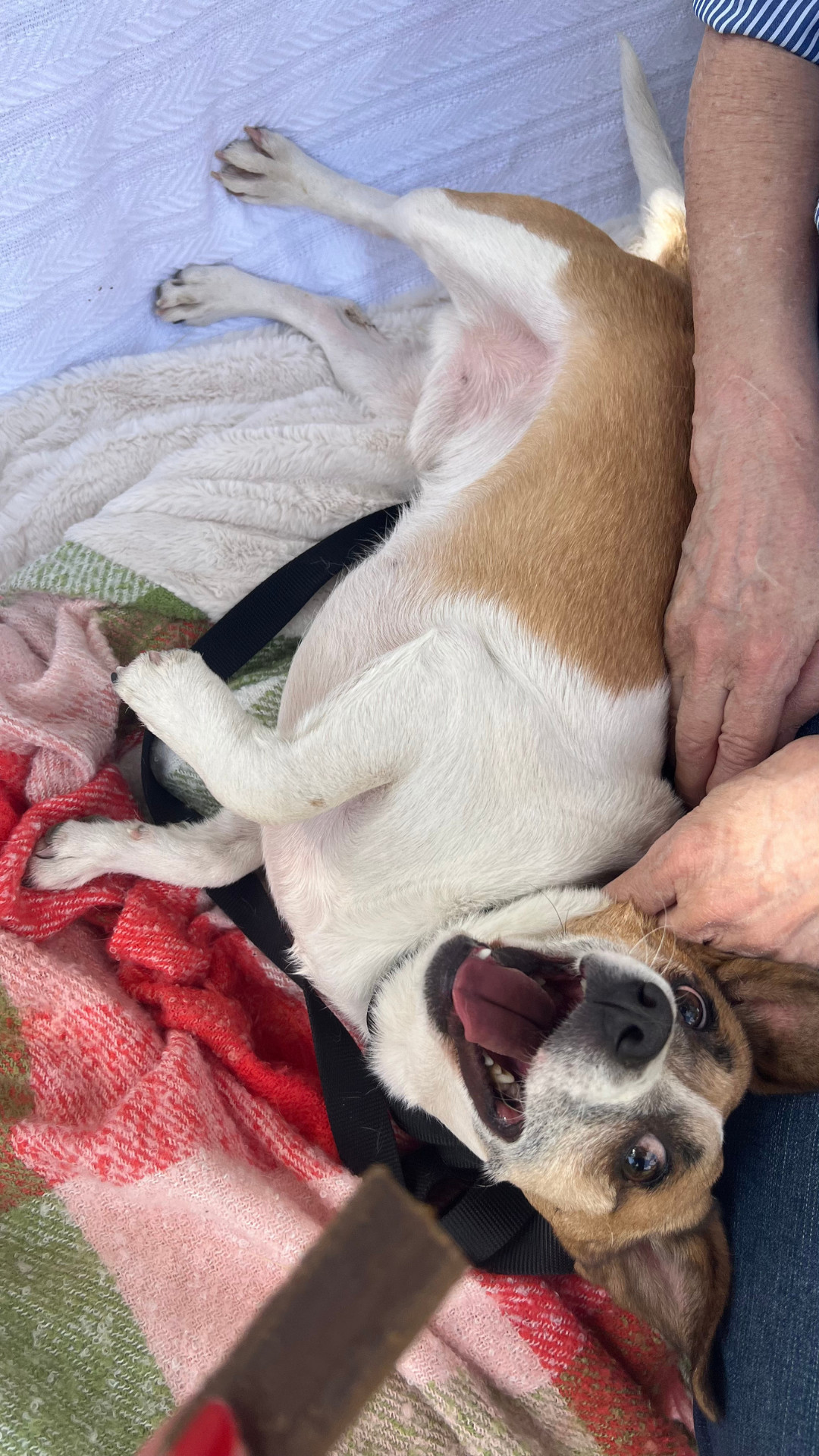 ARCHIE, an adoptable Chihuahua, Corgi in Chandler, AZ, 85249 | Photo Image 2