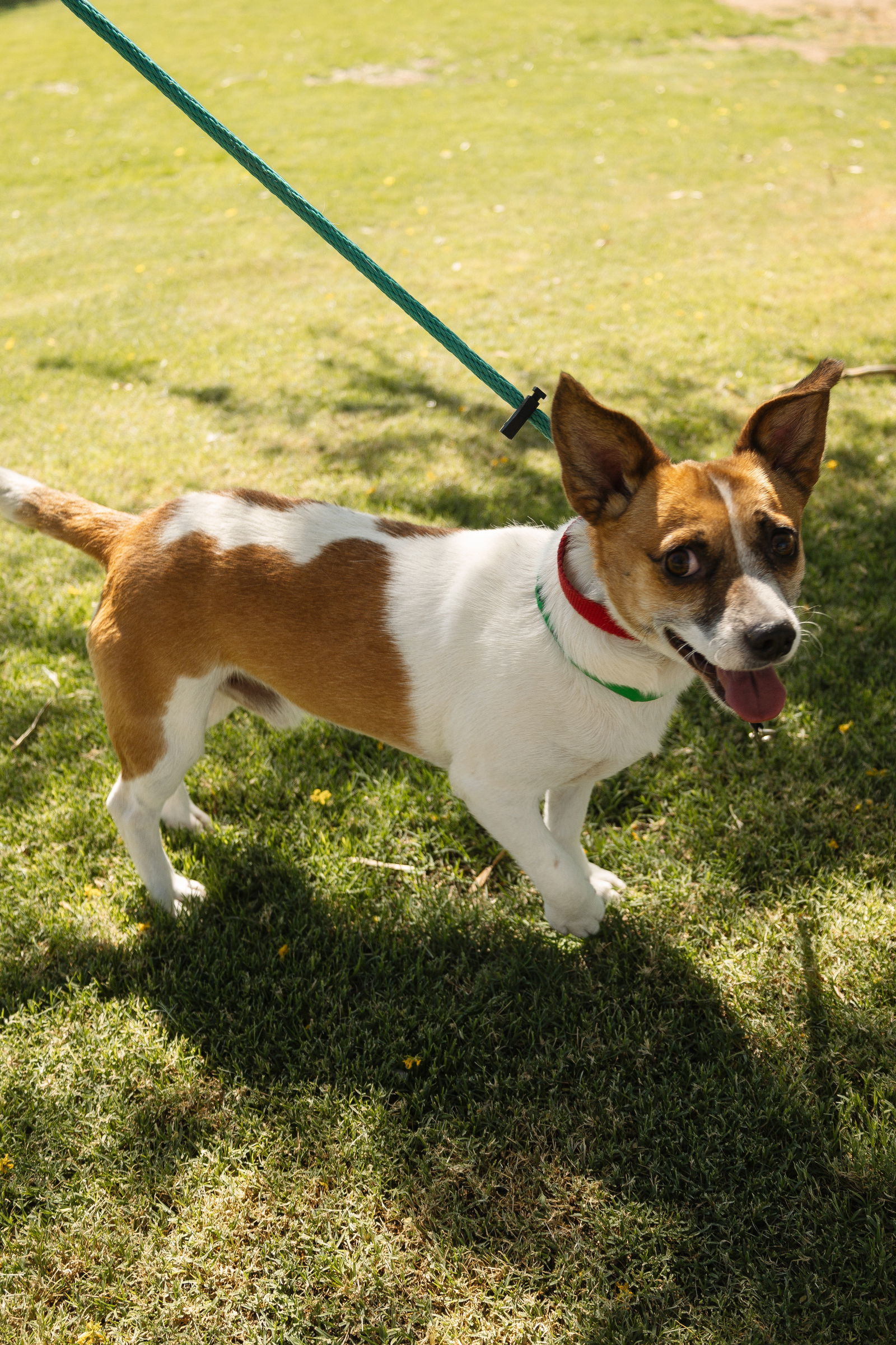 ARCHIE, an adoptable Chihuahua, Corgi in Chandler, AZ, 85249 | Photo Image 3