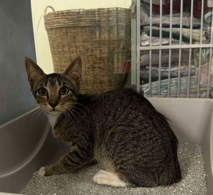 Shadow, an adoptable Domestic Short Hair in Buchanan Dam, TX, 78609 | Photo Image 1