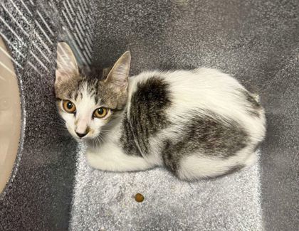 Polka Dot, an adoptable Domestic Short Hair in Buchanan Dam, TX, 78609 | Photo Image 1