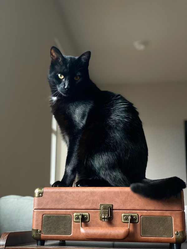 Nico, an adoptable Domestic Short Hair in Portland, OR, 97221 | Photo Image 1