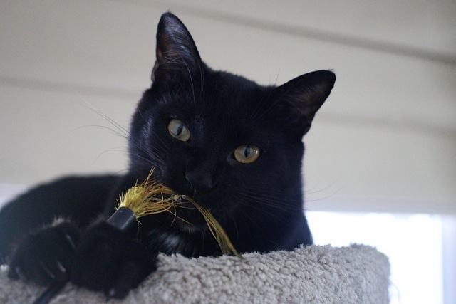 Nico, an adoptable Domestic Short Hair in Portland, OR, 97221 | Photo Image 2